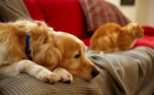 help your dog cope with the stress of divorce