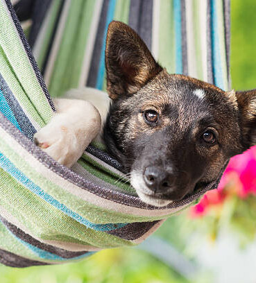 Close up of a happy dog lying in striped hammock, sunny summer